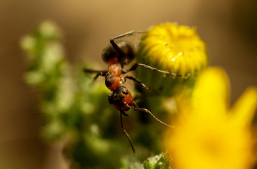 ant on a flower