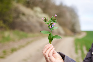 Fototapeta na wymiar Close-up picture of female hand holding small green plant with pink blossom. Nature protection. Ecological issues of the planet Human interaction with nature. Natural background.