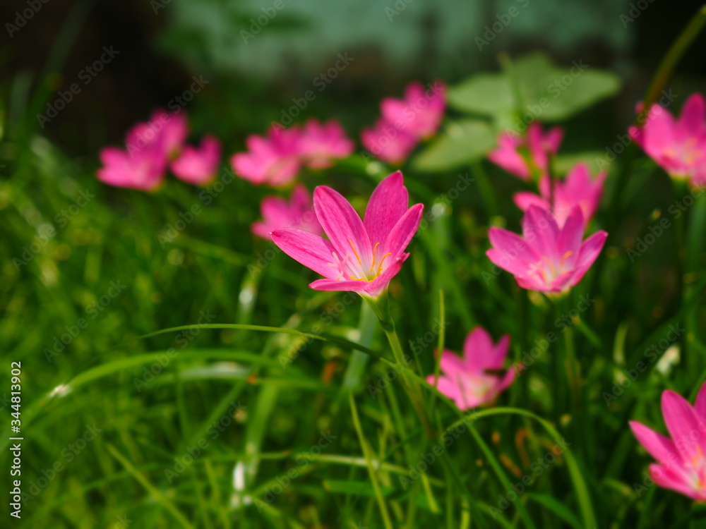 Wall mural pink rain lily in the rainy season