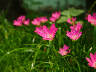Obraz premium Pink Rain Lily in the rainy season