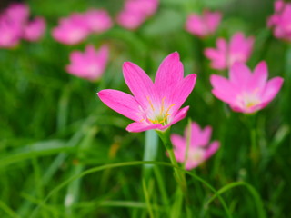 Pink Rain Lily in the rainy season