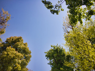 Obraz premium 2020, Spring, taken at the moment when I was surprised at the vitality of tree planting near my house.