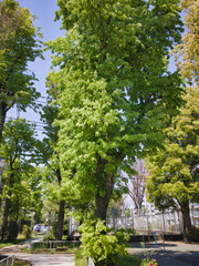 2020, Spring, taken at the moment when I was surprised at the vitality of tree planting near my house.