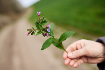Close-up picture of female hand holding small green plant with pink blossom. Nature protection. Ecological issues of the planet Human interaction with nature. Natural background.