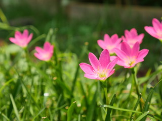 Pink Rain Lily in the rainy season