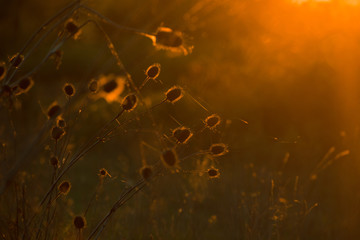 Field with dry vegetation at sunset. Concept for mood, hope, despair