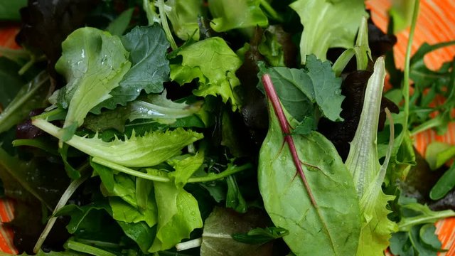 Mixed lettuce, rucola and other herbs are put in wide dish for preparation variety of vegetarian food. Close-up.