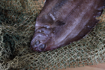 Flathead flounders on net