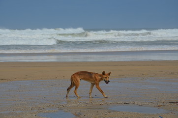 Fototapeta na wymiar Dingo on the beach of Fraser Island