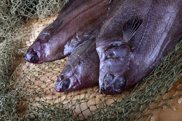 Flathead flounders on net