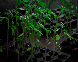 green plant for agricultural purpose 