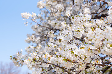 さくら　さくら　さくらさく　sakura sakura