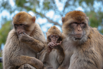 Barbary Macaques (Macaca sylvanus) in Gibraltar