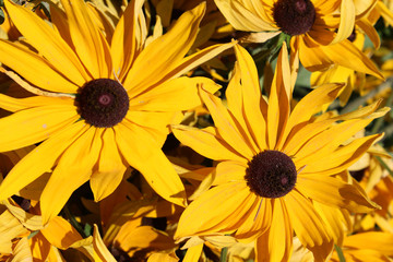 Flower of Rudbeckia fulgida, the orange coneflower or perennial coneflower