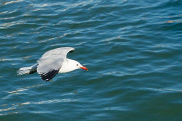 Gaviota de audouin (Ichthyaetus audouinii), volando con pico rojo y alas grises sobre el mar.