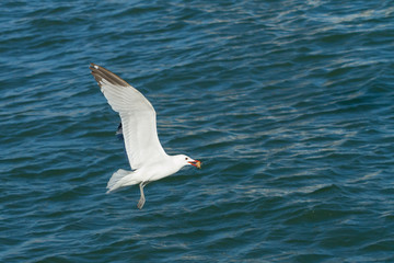 Audouin seagull flying over the bottom of the sea