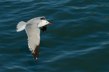 Gaviota de audouin volando sobre el fondo del mar ( Ichthyaetus audouinii).	