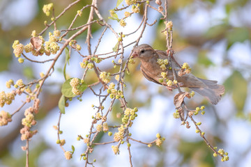 Bird eating fruits on tree branch.