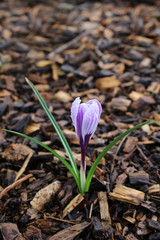 A purple crocus flower emerging in spring