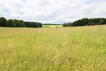 green field and blue sky