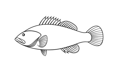 Spotted Grouper outline.  Isolated grouper on white background