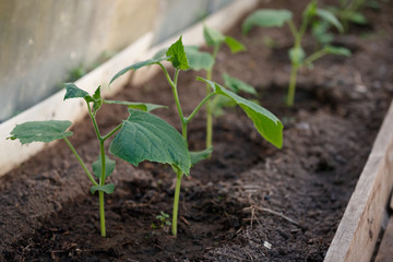 Young shoots of organic cucumbers in the greenhouse. Cucumber sprouts in the garden. Healthy food. Gardening and agriculture concept.