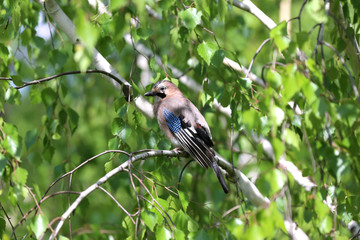 Portrait of standing eurasian jay. Garrulus glandarius