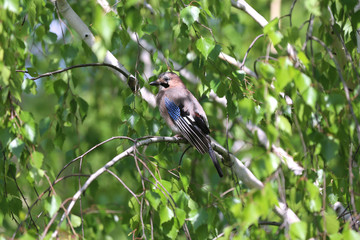 Portrait of standing eurasian jay. Garrulus glandarius