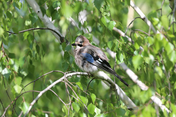 Portrait of standing eurasian jay. Garrulus glandarius