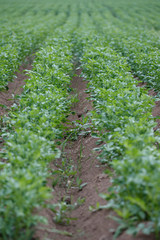 Endless rows of fresh green young potato plants. Agriculture. Growing organic vegetables in the field. Selective focus