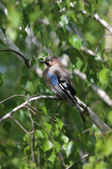 Portrait of standing eurasian jay. Garrulus glandarius
