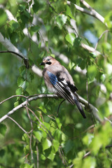 Portrait of standing eurasian jay. Garrulus glandarius