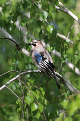 Portrait of standing eurasian jay. Garrulus glandarius