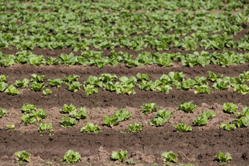 Endless rows of fresh green young plants of Chinese cabbage. Agriculture. Growing organic vegetables in the field. Selective focus
