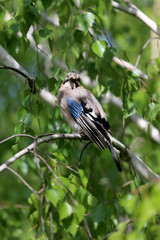 Portrait of standing eurasian jay. Garrulus glandarius