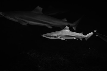 Fototapeta na wymiar big white shark in the dark nature danger fish aquarium black and white
