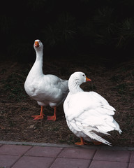 Obraz premium two white geese, a pair of geese