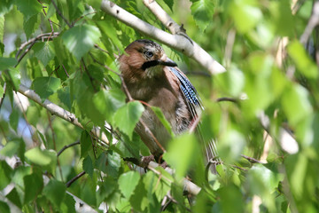 Portrait of standing eurasian jay. Garrulus glandarius
