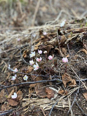 Anemone nemerosa, macro of a beautiful spring forest flower. Wood anemone Anemone nemorosa flower with soft focus. View of magic blooming spring flowers growing in wildlife.