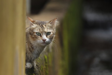 Fototapeta premium portrait of a cat