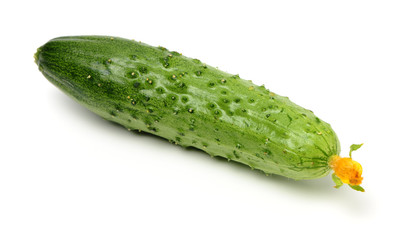 Green cucumber on the white background