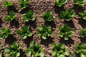 Top view on fresh green young plants of Chinese cabbage on a sunny day. Agriculture. Growing organic vegetables in the field.