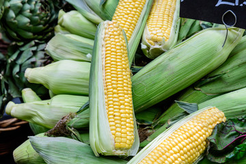 Fresh ripe fresh organic green yellow sweet corn displayed for sale at a street food market, side view of healthy vegan food photographed with soft focus at Borough Market in London
