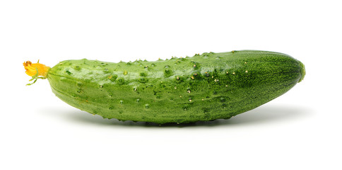 Green cucumber on the white background
