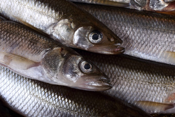 Smelt fishes on net. Pacific smelt variety