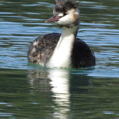 sea bird in the river