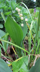 Muguet