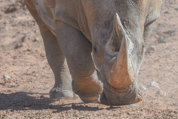 Obraz premium A white rhinoceros or square-lipped rhinoceros (Ceratotherium simum) close-up horns walking through the dry desert dirt.