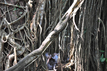 ウブドモンキーフォレストの猿の戦い