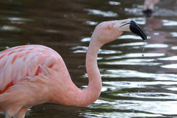 A Chilean flamingo (Phoenicopterus chilensis) walks through a pond of water. Native to South America in Chili, Brazil, Argentina, and Peru.